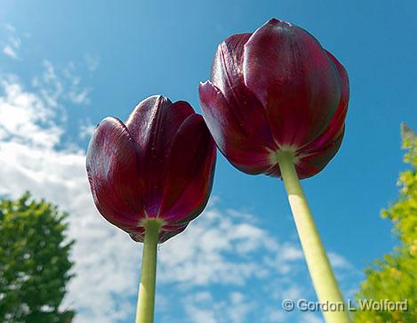 Tulips In The Sky_00475.jpg - Photographed at Smiths Falls, Ontario, Canada.